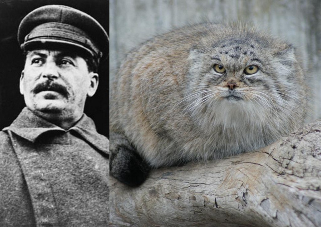Сталин и кот