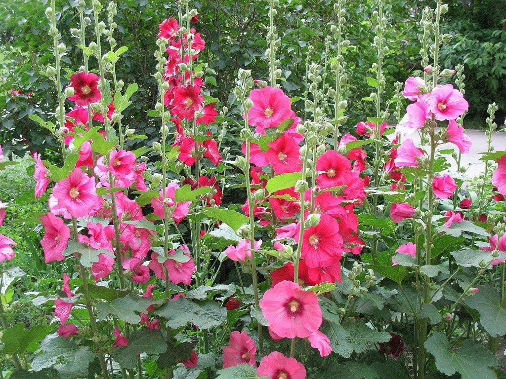 %D0%9C%D0%B0%D0%BB%D1%8C%D0%B21%D0%B0