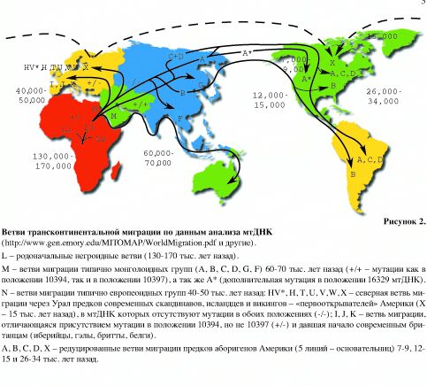 Ветви трансконтинентальной миграции по данным анализа мтДНК (рис 2)