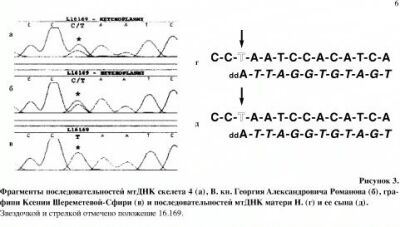 Фрагменты последовательностей мтДНК скелетов (рис 3)