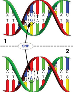 Схема генома