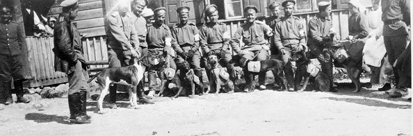 Санитарные собаки 38-й дивизии, 1915 год
