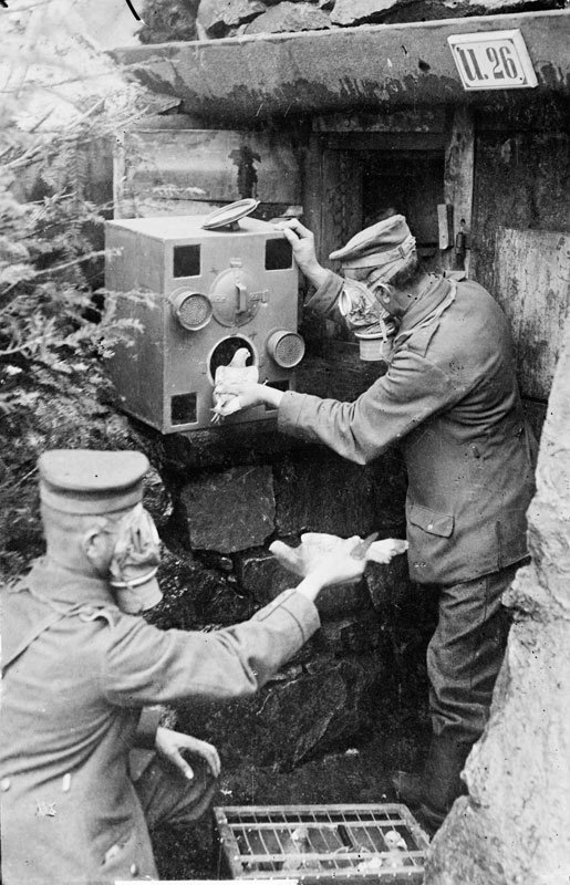 Использование почтовых голубей немцами, Первая мировая война