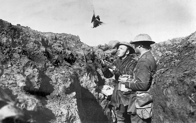 Использование почтовых голубей в Британской армии