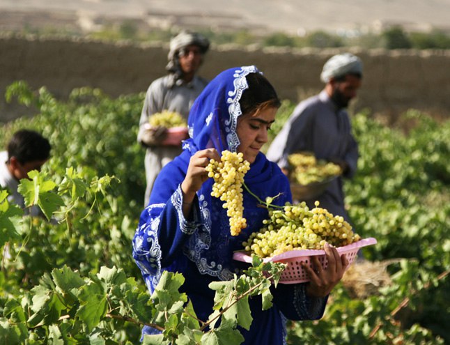 Татары Афганистана за сбором винограда